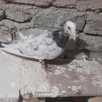 کفتر|پرنده|شیروان (خراسان), |دیوار