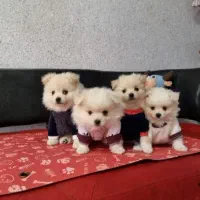 پامرخرسی2ماهه‌عروسکی‌ سایز ریز فقط ۴/۷۰۰ارجینال