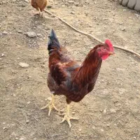 خروس مرغ لاری|حیوانات مزرعه|رشت, لاکان|دیوار