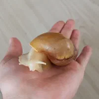 حلزون آلبینو