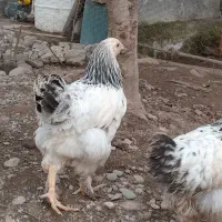 برهما،، اردک اسرائیلی