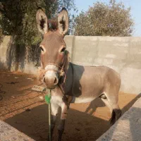 الاغ