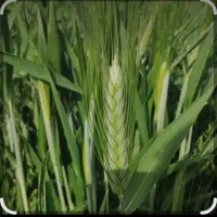 گندم شبرنگ بذری