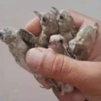 جوجه سهره کال و سبیل زده|پرنده|تهران, ترمینال جنوب|دیوار