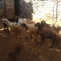 گوسفند پوشی ریز
