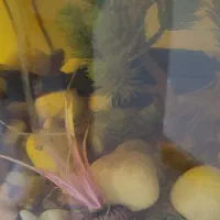 ماهی لجن خوار