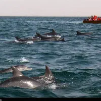 گشت جزیره قشم