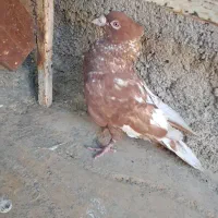 کبوتر