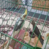 عروس هلندی جوجه