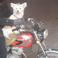 سگ پاپی ذات اشپیتر