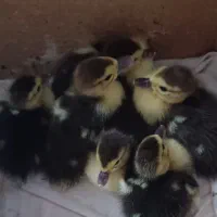 جوجه اردک اسرائیلی