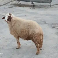 یک عدد قوچ سنجابی|حیوانات مزرعه|کرمانشاه, |دیوار