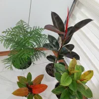 گلدان طبیعی