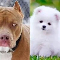 سگ پیدا شده