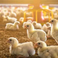 فروش جوجه یک روزه گوشتی