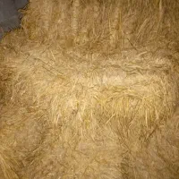 کاه برنج|لوازم جانبی حیوانات|خرم‌آباد (تنکابن), |دیوار