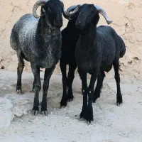 بره قوچ سوز و ملحه بذری