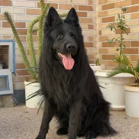 ژرمن بلک با شجره|سگ|شیراز, عفیفآباد|دیوار