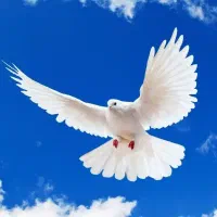 کبوترگمشده