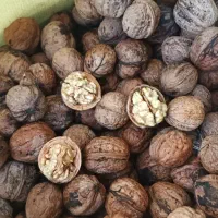 گردو|خوردنی و آشامیدنی|مشهد, کوی دروی|دیوار
