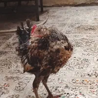 یک عدد جوجه خروس واروک سالم
