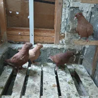 کبوتر|پرنده|بندر کنگان, |دیوار