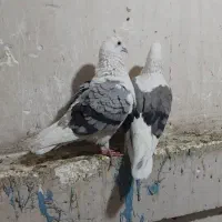 کبوتر کفتر پلاکی آلمانی طوقی تهرانی برژیکی مست