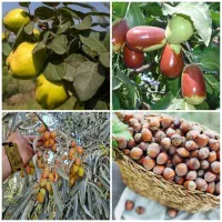 پخش نهال به سنجد عناب فندق