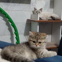 پانسیون خانگی نگهداری و مراقبت فقط گربه