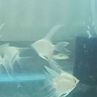 ماهی و اکواریوم|ماهی|نیشابور, شهرک بهداری|دیوار