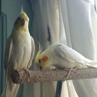 یک جفت عروس هلندی