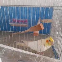 عروس هلندی|پرنده|مشگین شهر, |دیوار