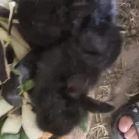 بچه خرگوش لوپی