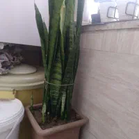 گل آپارتمانی سانسوریا