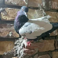 کفتر گمشده|حیوانات|رفسنجان, |دیوار