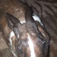 خرگوش نر سالم و سرحال نژاد مینی لوپ