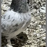 ۲تا سرور نر