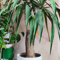 گل یوکا تنه قوی|گل و گیاه طبیعی|بیرجند, |دیوار