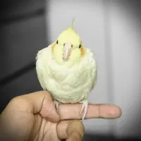 عروس هلندی|پرنده|تهران, زرکش|دیوار