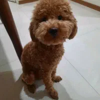 نژاد پودل اصل ۷ ماه واکسینه شده