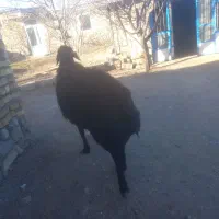 ۹۵کیلو|حیوانات مزرعه|دلیجان, |دیوار