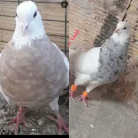 2تاکبوتر طوقی گم مردم