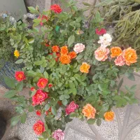 گل فروشی عمده ای