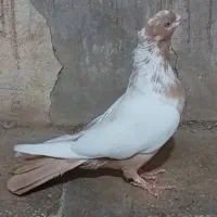 بچه کفتر طوقی و کاغذی برا دستی