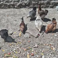 2 عددخروس و5 عددمرغ تخمگذار اصیل کوردی