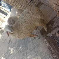 گوسفندنروماده