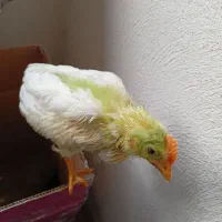 جوجه خروس