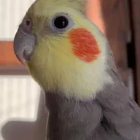 چند عددعروس هلندی لتینو گلباقالی  سالم