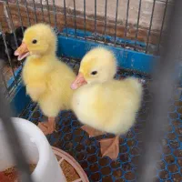 جفت جوجه قوغاز اوکراینی