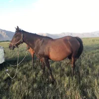 مادیون ترکی|اسب و تجهیزات اسبسواری|شیراز, تندگویان|دیوار